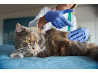 Kitten Vaccinations & Preventive Care | Green Pines Animal Hospital & Urgent Care