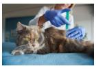 Kitten Vaccinations & Preventive Care | Green Pines Animal Hospital & Urgent Care
