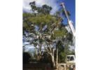 Tree Services Gordon - North Shore Tree Loppers