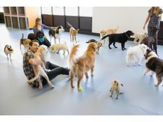 Animal Day Care Lents
