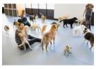 Animal Day Care Lents