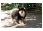 Healthy Adult Pomeranian California Ready for Loving Homes