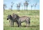 Mountain Climbing in Tanzania