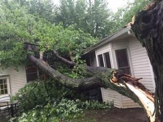 Tree Removal Balmain - Sydney Tree Felling