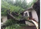 Tree Removal Balmain - Sydney Tree Felling