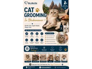 Cat Grooming