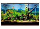 Oasis Aquariums: A Trusted Aquarium Shop for Every Fish Lover
