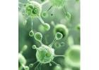 Rehealth Regenerative Therapies: A Modern Approach for Those Searching Stem Cells Near Me
