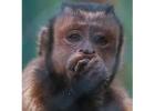 CHARLY-BLACK-FACED CAPUCHIN Baby