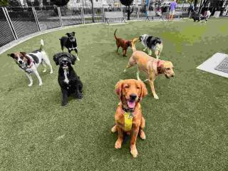 Hoboken Dog Walking services