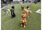 Hoboken Dog Walking services