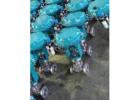Pneumatic Control Valve Manufacturer in Canada