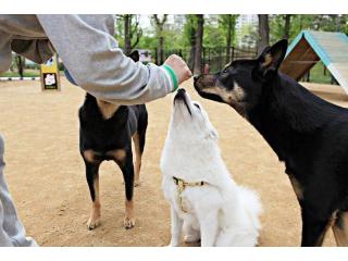 Dog Training Service in Patna