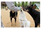 Dog Training Service in Patna