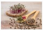 Beetroot Microgreen Seeds – Grow Colorful, Fresh & Healthy Greens
