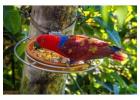 Best Chuncho Macaw Clay Lick Tour in Peru | Tree House Inn