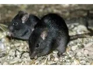 Trusted Rat Removal Experts Serving Melbourne
