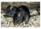 Trusted Rat Removal Experts Serving Melbourne