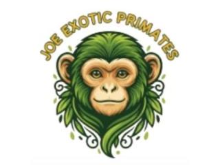 About Joe Exotic Primates: Passion, Ethics, and Expertise