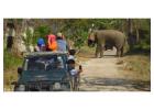 Jhirna Zone Entry Permit Secure Access Before Your Safari