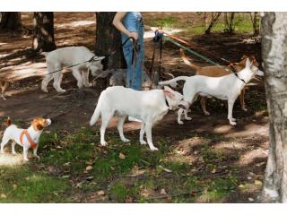 Dog Walkers in Patna
