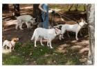 Dog Walkers in Patna