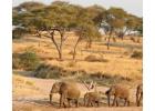Affordable Kilimanjaro climbing tour in Tanzania