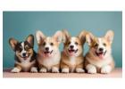 Corgi Puppies in Chicago, IL – Healthy AKC Pembroke Welsh Corgis Available