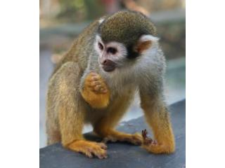 NANA-Squirrel Monkey Baby