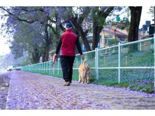 Dog Walkers in Raipur