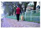 Dog Walkers in Raipur