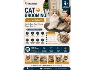 Cat Grooming