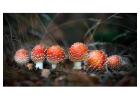 Buy  mushrooms online