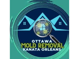 Professional Mold Removal Services in Ottawa, Orleans & Kanata