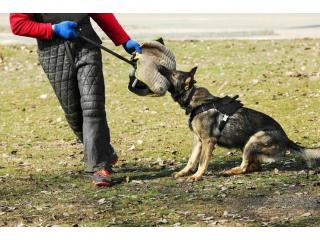 Dog Training Service in Raipur