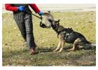 Dog Training Service in Raipur