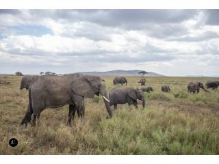 5 Days 4 Nights Kenya Safari – Amboseli, Lake Naivasha & Masai Mara Big Five Adventure