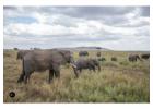 5 Days 4 Nights Kenya Safari – Amboseli, Lake Naivasha & Masai Mara Big Five Adventure