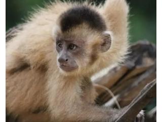 Kaapori Capuchin Monkey