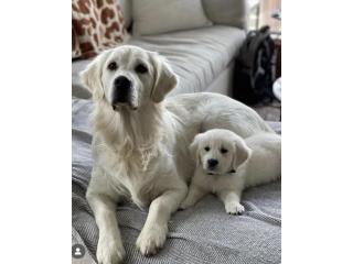 Golden Retriever Puppy Tennessee: Find Your Perfect Family Companion at TriStar Goldens