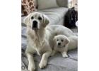 Golden Retriever Puppy Tennessee: Find Your Perfect Family Companion at TriStar Goldens