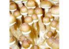 Shop Pink Buffalo Mushroom Spores for Reliable Research Studies