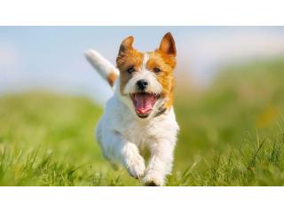 Birdneck Animal Hospital