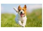 Birdneck Animal Hospital