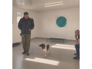 Comprehensive Dog Behaviour Consultation in North Wales
