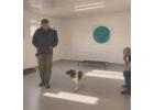 Comprehensive Dog Behaviour Consultation in North Wales