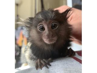 Adorable Male Pygmy Marmoset