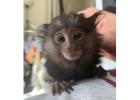 Adorable Male Pygmy Marmoset