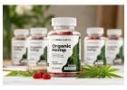 Wilder Leaf Organic Hemp Pure Organic Formula with Premium Botanicals