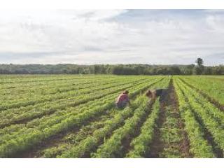 Get Prime Managed Farmland Near Bangalore With Growth From Anugraha Farms